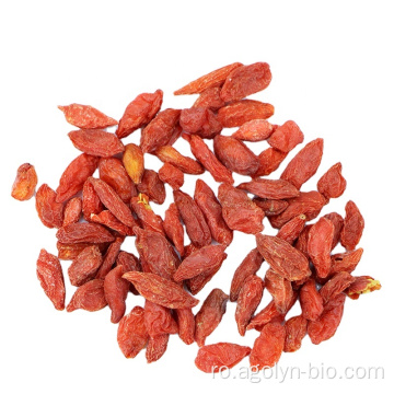 Uscat wolfberry lycium barbarum goji berry de vânzare